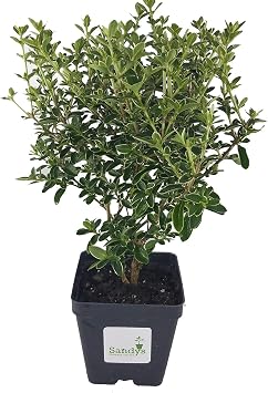 Serissa Foetida White Flower Snowrose, Tree of a Thousand Stars, 4 Inch Pot