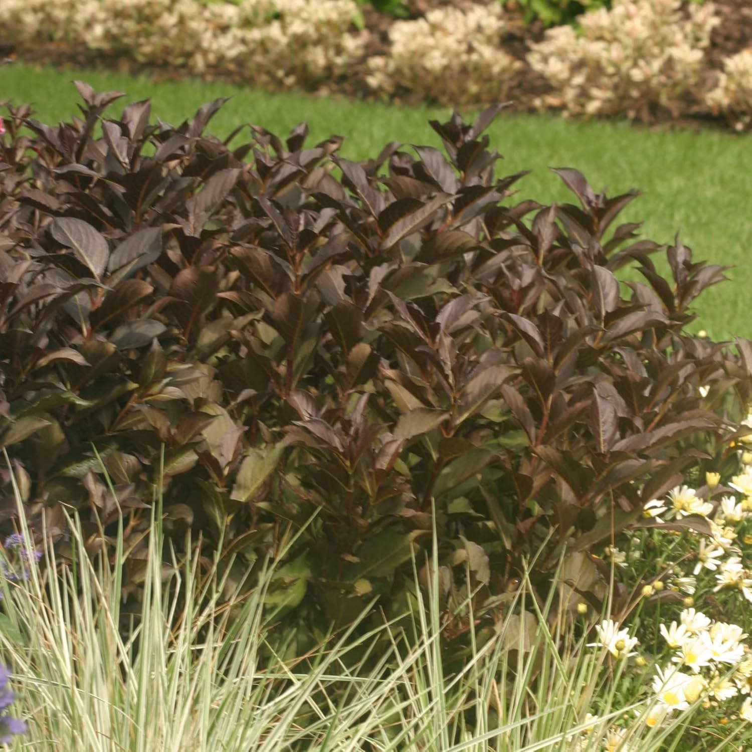 Wine & Roses Weigela - 3 gal - Proven Winners - Bright Rosey Pink Blooms Over Dark Foliage - Hardiness Zones 4-8 - Weigela Florida ‘Alexandria’ PP10772-3 Gallon Pot