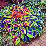 Hosta Seeds, 150 Pieces Perennial Ornamental Leaf Plant for Home Gardens, Outdoor Decoration