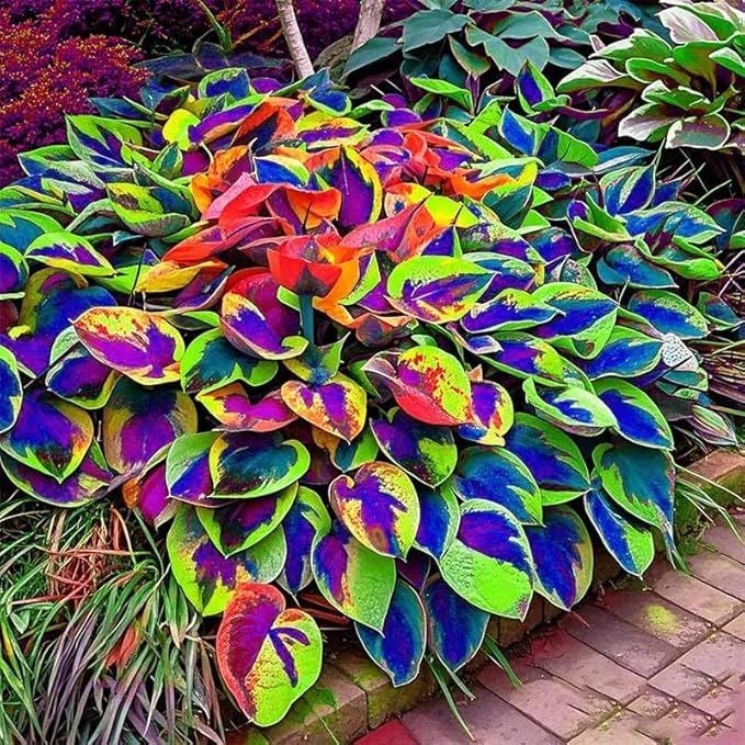 Hosta Seeds, 150 Pieces Perennial Ornamental Leaf Plant for Home Gardens, Outdoor Decoration