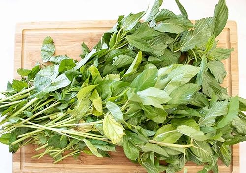 Miniatura 3 de TomorrowSeeds - Molokhia (espinaca egipcia) - Más de 500 unidades - para plantar Corchorus Olitorius Egipcia Espinaca africana Malva judía Nalta Rau