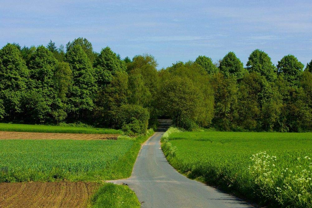 Amazon Co Jp 森に向かう田舎道壁紙 世界の壁紙 キャンバス ステッカー 印刷 壁紙ポスター はがせるシール式 写真 特大 絵画 壁飾り60cmx40cm ホーム キッチン