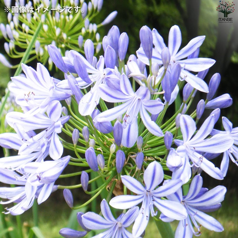 ③*:ஐラベンダーブルーと白の２色咲き*:ஐアガパンサス・苗【エニグマ】４号 ③*:ஐラベンダーブルーと白の2色咲き*:ஐアガパンサス・苗