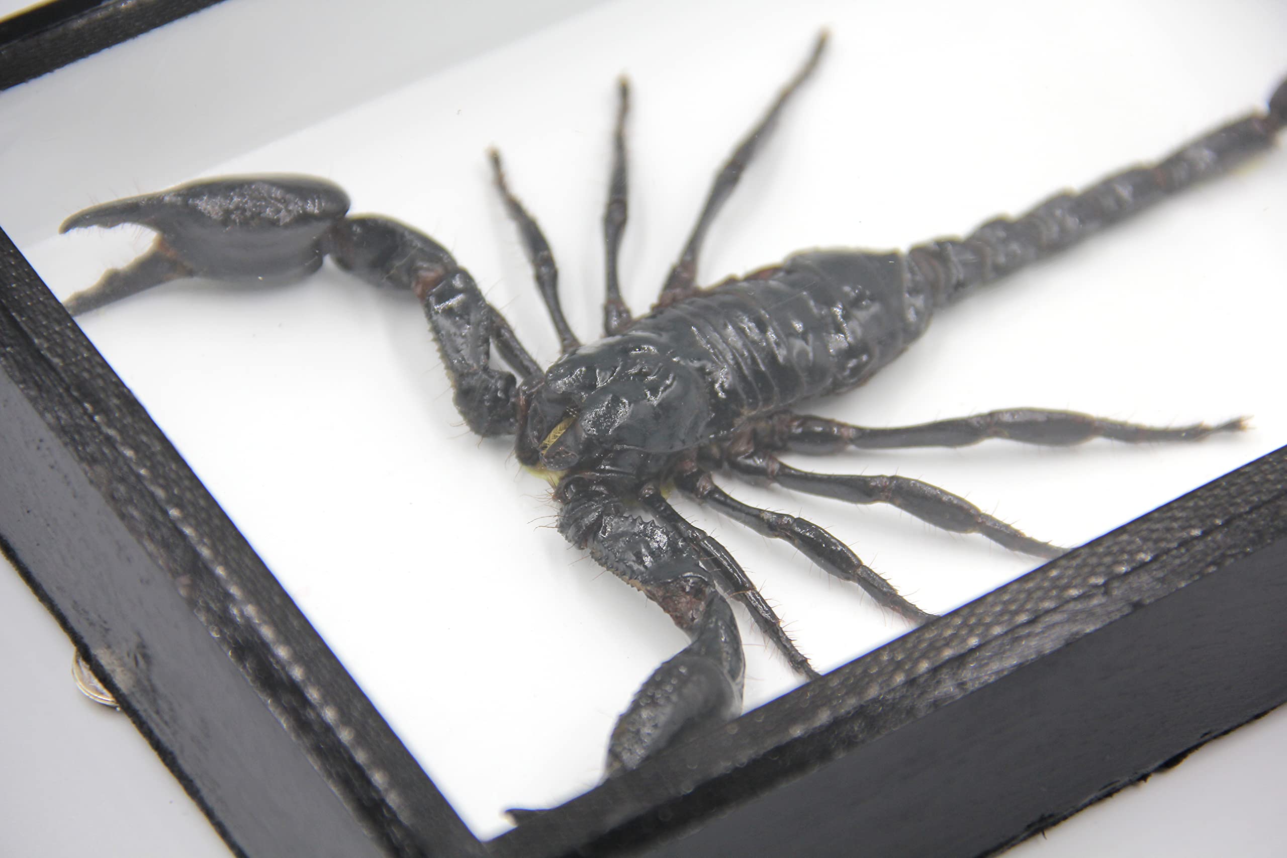 Amazon.com: Real Exotic Poisonous Scorpion – Preserved Taxidermy