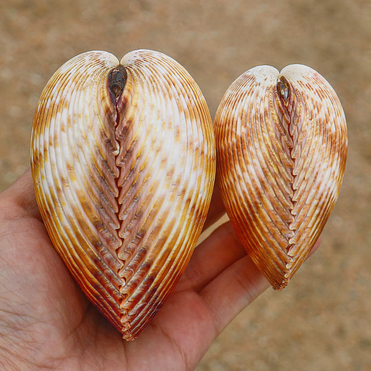 Muscheln, Große Muschelschalen zur Dekoration, natürliches, seltenes Meer, 7–10 cm, for Themenpartys, Heimdekorationen, Aquarien(9~10cm)
