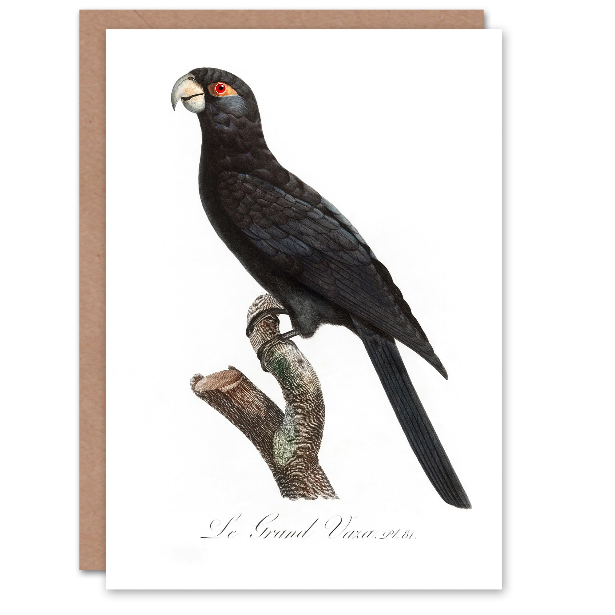 Artery8 Francois Levaillant Art Card The Greater Vasa Parrot
