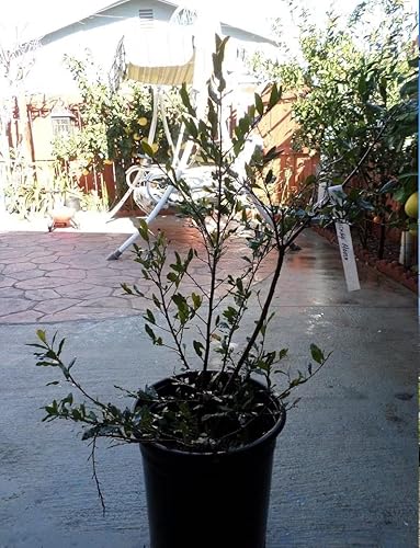 9EzTropical - Ochna Serrulata Mickey Mouse - Mai Lá Nh - 1 a 2 pies de alto - Se envía en maceta de 6"