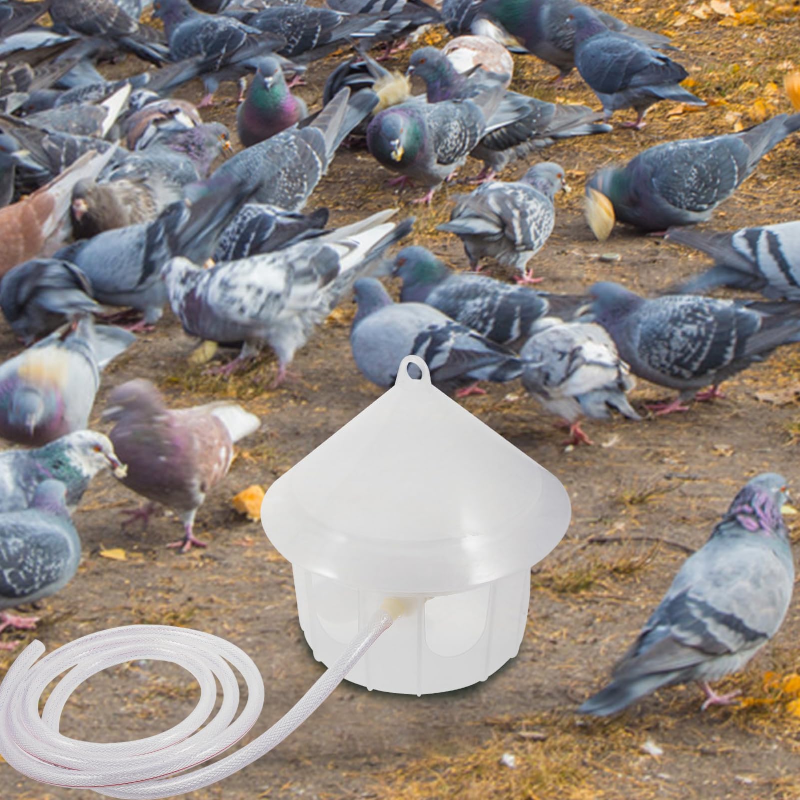 Toddmomy Distributore d Acqua Automatico Per Gabbie Uccelli Mangiatoia Per Piccioni e Colombe Accessorio Per Pappagalli Superficie Liscia Facile Pulizia