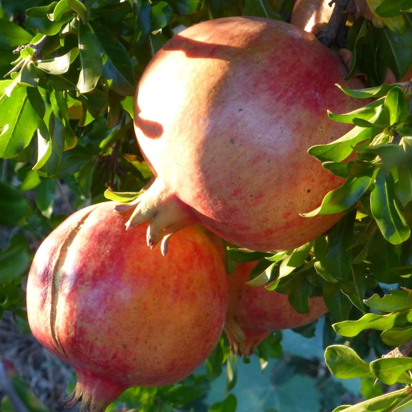 See full amazon price history chart for Golden Bloom Real Live Super Red Bhagwa Anar Hybrid Pomegranate, Bedana Live Plant Original Variety Plant Golden Bloom Real Live Super Red Bhagwa Anar Hybrid Pomegranate, Bedana Live Plant Original Variety Plant (B0CWF9PQLV) Amazon Price History, Amazon Price Tracker