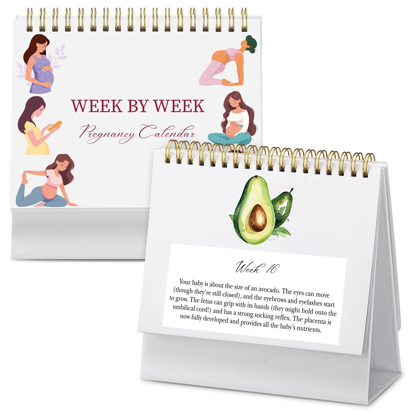 Gueevin Pregnancy Calendar Weekly Pregnancy Milestone - albums frames and journals | Mubboo
