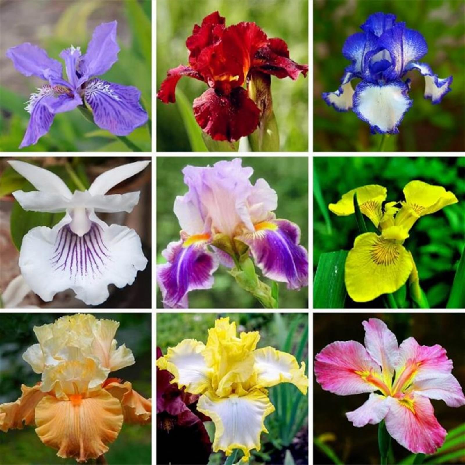 Bearded Iris Bulbs for Planting,Bearded Iris Bulbs Mix,Excellent Display Indoor Perennial Balcony Garden Bulbs,Bearded Iris,Flowering Rhizome-10bulbs-A
