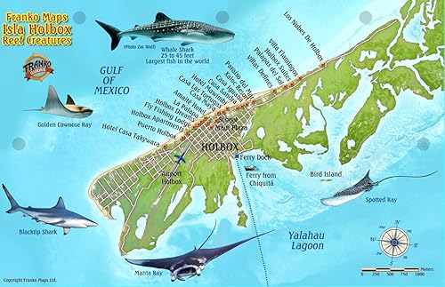 Isla Holbox Mexico Map &amp; Reef Creatures Guide Franko Maps Laminated Fish Card