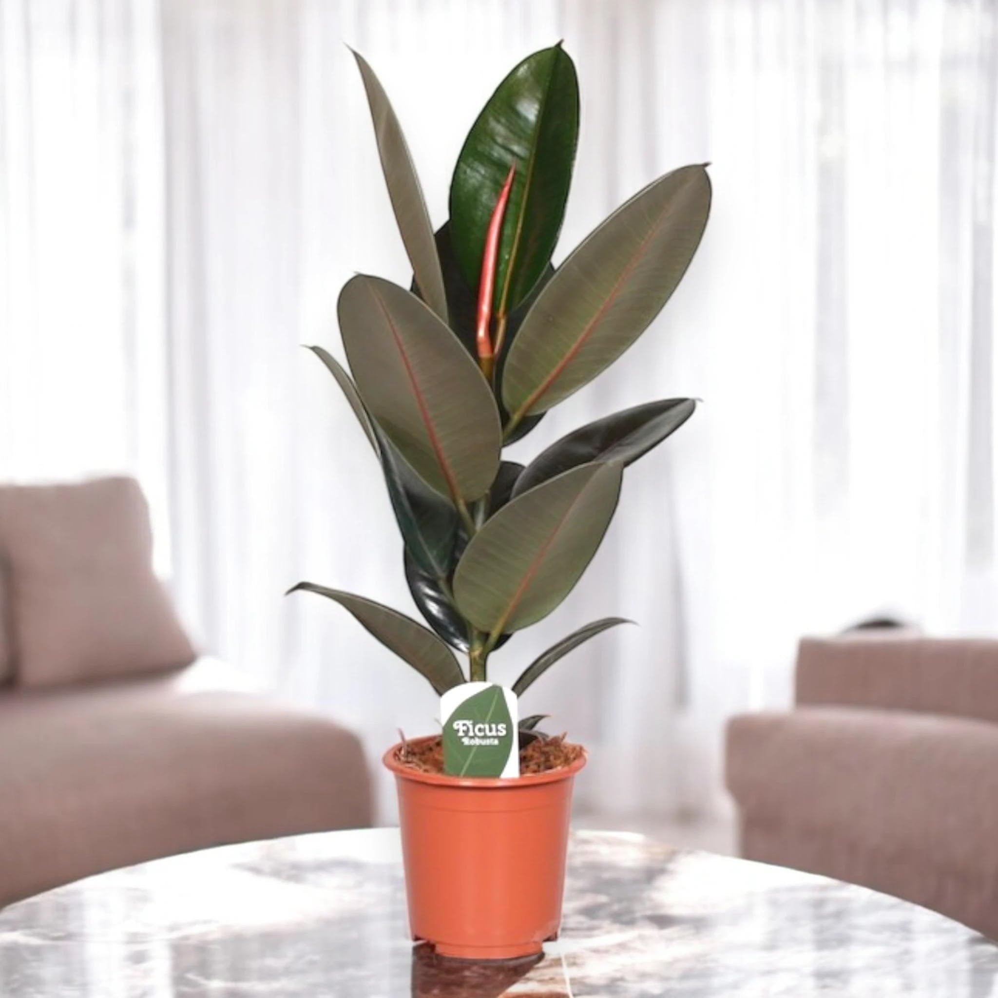 Ficus elastica 'Abidjan' Pianta da Interno Ornamentale, Verde, 120/150 cm, Vaso 22, 1 Pezzo