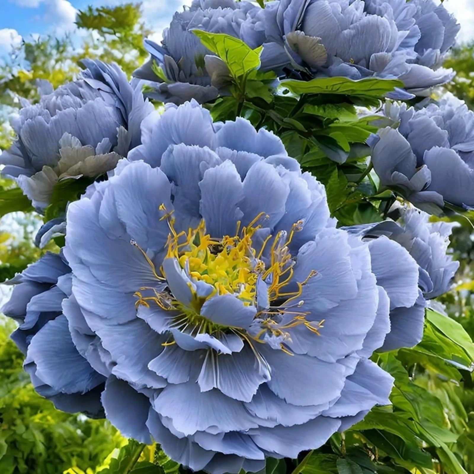 Peony Bulbs for Planting Now UK,Plant Bulbs, Good for Containers,Golden Jade Carving, Natural Organic/Wedding Flowers-3bulbs-F