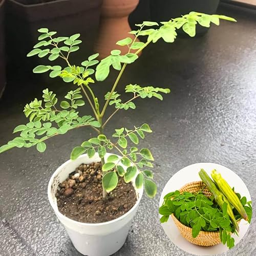 Miniatura 3 de Planta viva de membrillo de piña, arbusto de membrillo de 1 a 3 años, árbol de membrillo para plantar, tamaño de 1 galón