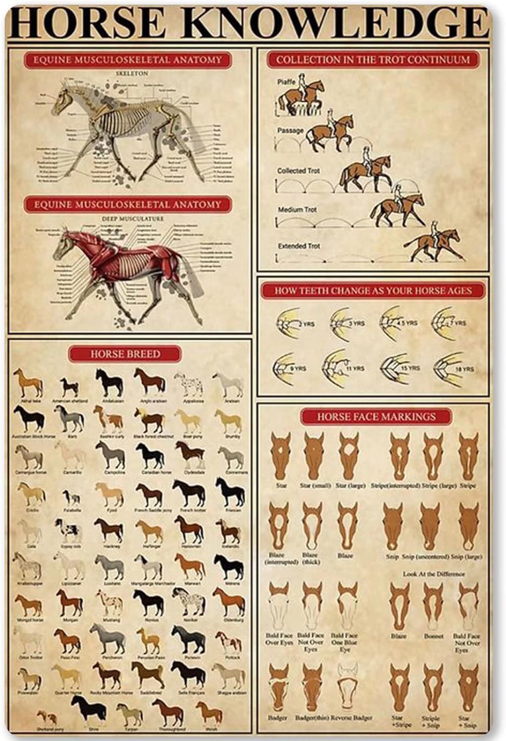 Horse Knowledge Metal Sign Horse Unplaning Infographic Poster Horse Breed Tin SIgn Farm Home Kitchen Home Decoration Plaque 12x18 Inches
