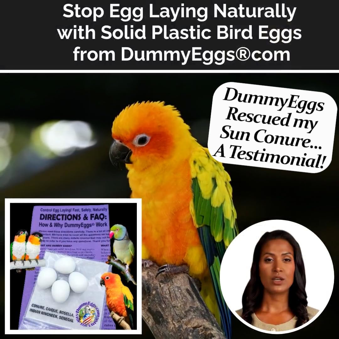 Plastic Small Parrot Stop Brooding Laying! 4 Solid Dummy Fake Non-Toxic White Realistic Eggs for Conure (not Green Cheek), Caique, Indian Ringneck DE Brand USA