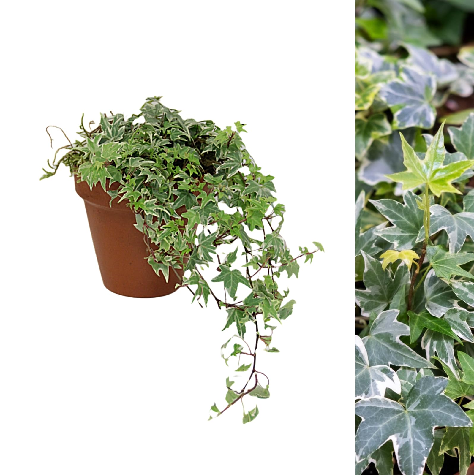 Carbeth Plants Hedera Helix White Ivy Plant Gift in 15cm Terracotta Pot