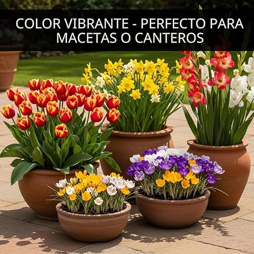 Miniatura 4 de Jardín completo de flores de primavera 50 bombillas frescas Florece durante toda la primavera y el verano Bombilla de flores fácil