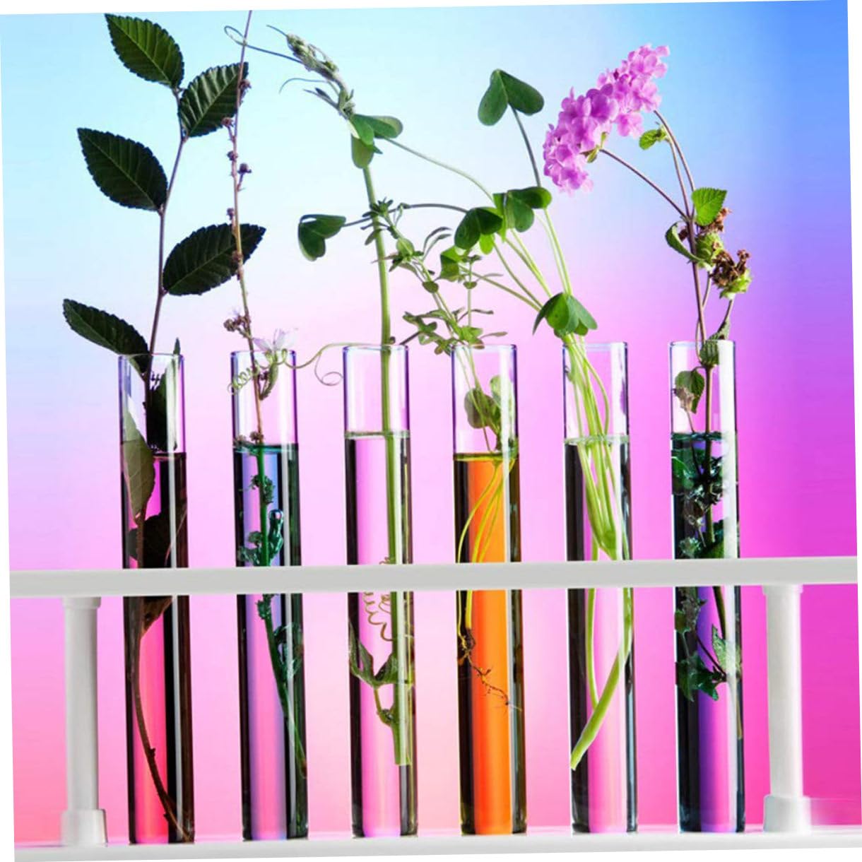MAGICLULU 5 Sätze Reagenzglas Versandhülsen Mit Kappen Wissenschaft Geformt Chemie Experimente Bissn Behälter Links Zentrifugenfläschchen Zubehör Für Laborreagenzgläser Hölzern 10 Stück * 5