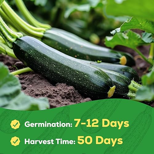 Miniatura 4 de Semillas de calabacín para plantar, 45 semillas de calabaza de verano Black Beauty, sin OMG, paquete de semillas de vegetales tradicionales para el
