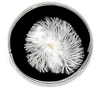 Vista 4 de Placas de agar con extracto de levadura de malta con carbón activado (MYA) - 10 placas Petri preparadas estériles para proyectos de cultivo