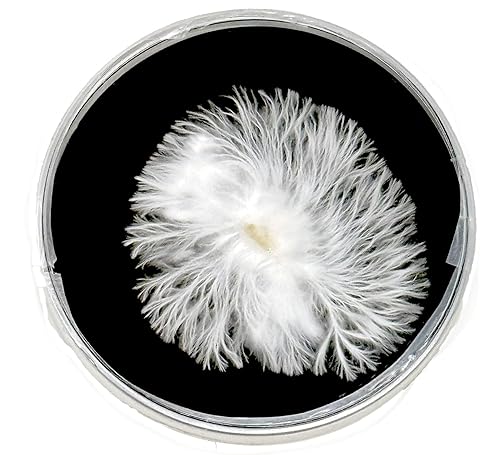 Miniatura 4 de Placas de agar con extracto de levadura de malta con carbón activado (MYA) - 10 placas Petri preparadas estériles para proyectos de cultivo de