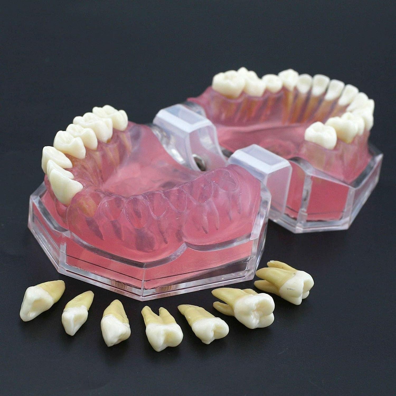 Modello di denti con gengive morbide, modello di insegnamento dentale completamente rimovibile per allenamento e educazione del paziente, strumento dimostrativo per l'estrazione dei denti e l'igiene
