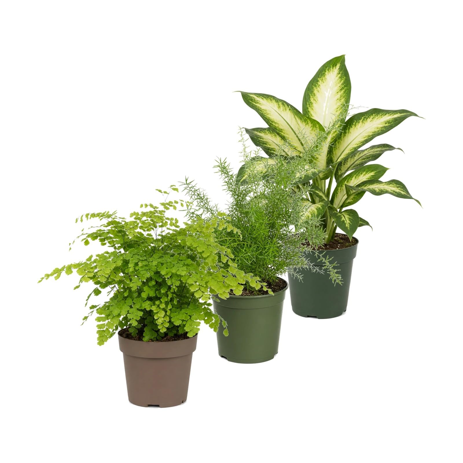DECOALIVE Colección 3 Plantas para Verdes, Cremas y Amarillos