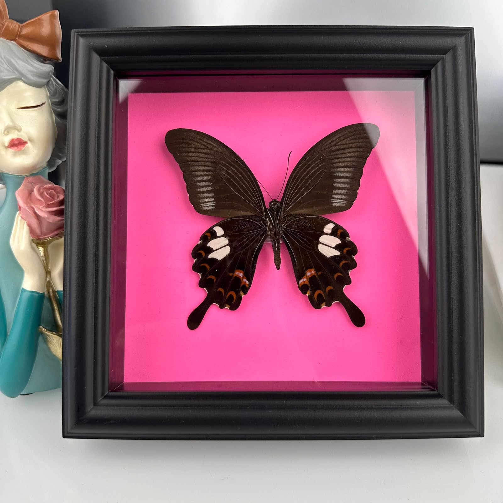 Guoyoocc Butterfly Specimen Wall Art, Framed Taxidermy Insect Plaque, Real Butterfly, 17.6*17.6cm, Living Room Decor