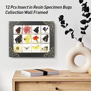 12 Pcs Insect in Resin Specimen Bugs Collection Paperweights, Resin Insects Specimen Frame Decoration for Tabletop Wall Art Decoration Scientific Educational Display Supplies (12 PCS Butterflies)
