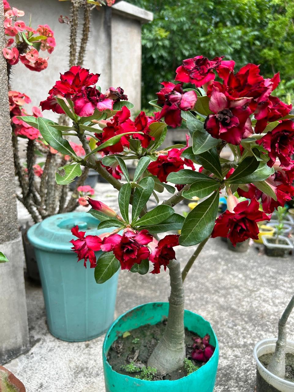 Adenium/Desert Rose Healthy Bonsai Flower Live Plant,(Pack Of 1,Without Pot) Indoor/Outdoor Plant Original Variety Live Plant-image-13
