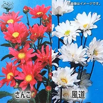 つぼみのみ 60cm〜70cm 白菊 夏菊の一世60本 つぼみのみ 60cm〜70cm 白菊 夏菊の一世60本 つぼみのみ 60cm〜