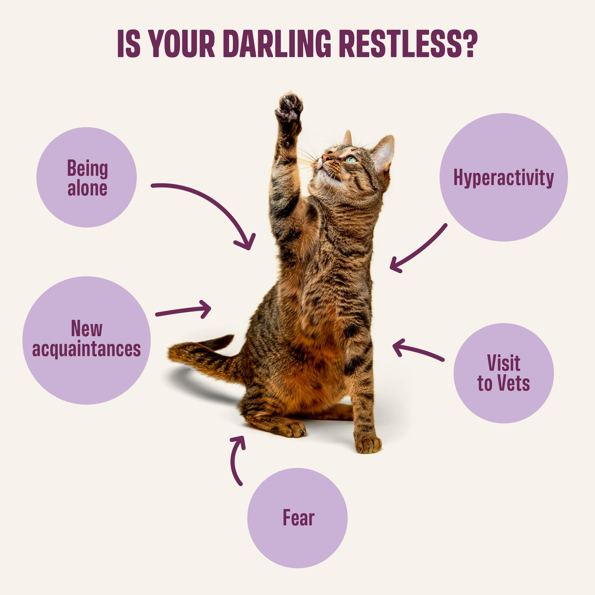 ivvi Relax for Cats – Calming Cream with Tryptophan, Casein, Magnesium & B Vitamins – Natural Stress Support – 30 x 0.53 oz Sachets – with Real Tuna - image 3