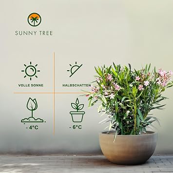 Sunny Tree Oleander - Colour Pink - 80/100 cm - Nerium Oleander Plant for Outdoor Use - Evergreen in Winter - Mediterranean Plant