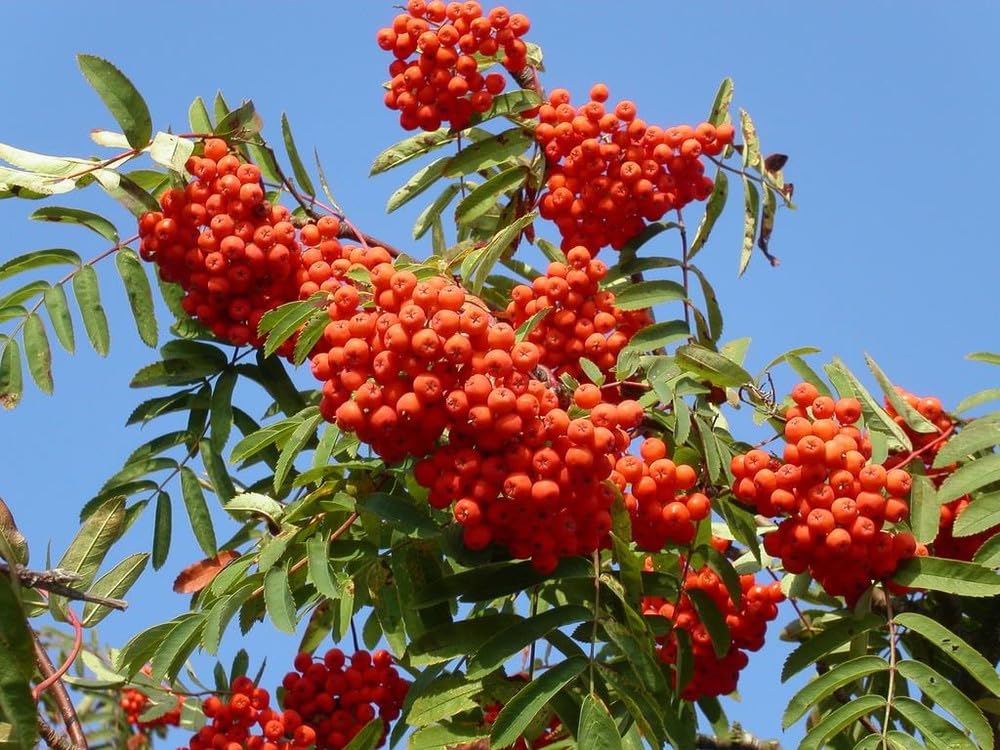 Sorbus Cardinal Royal Mountain Ash Tree 6ft Supplied in a 7.5 Litre Pot