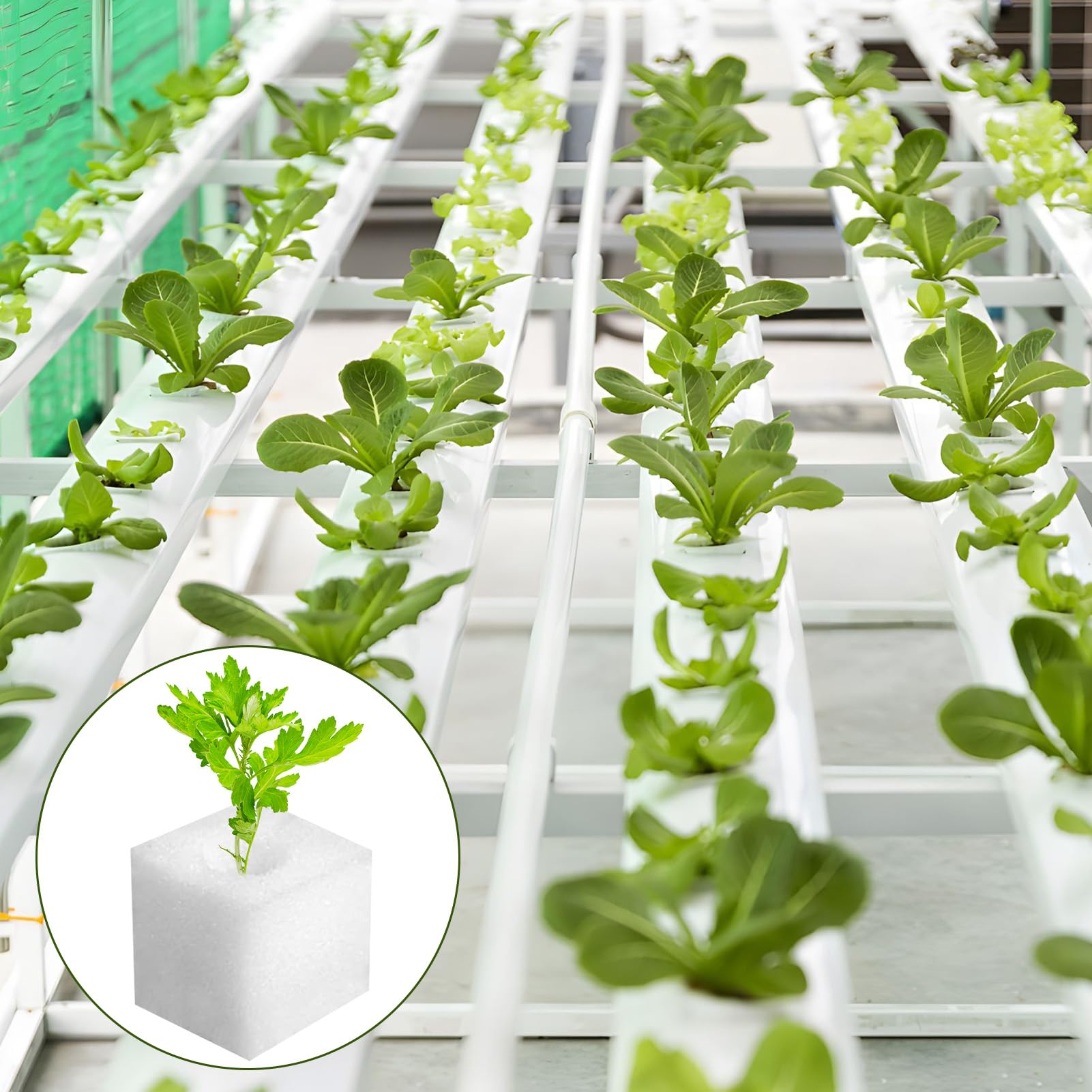 200 Piezas Esponja Hidropónica 25 * 25 * 25mm, Esponjas Plántulas Invernadero Plantar Herramientas de Jardinería Esponjas Cuadradas para Esquejes Agrícolas Siembra y Trasplante de Hortalizas(Blanco)