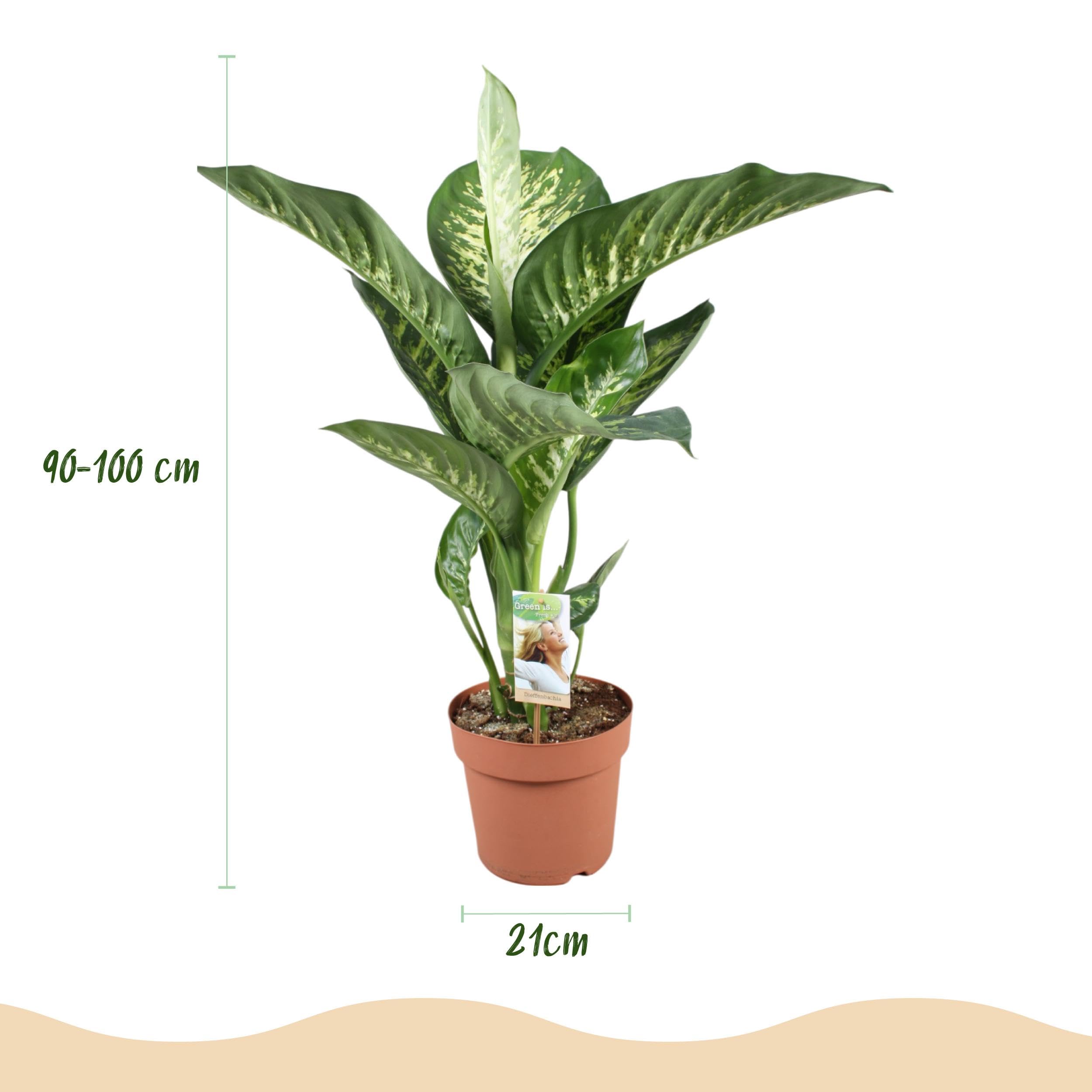 Diefenbachia Tropic Snow - Dieffenbachia - Pflegeleicht - Grün - mit Potter White - 90-100cm - Ø21cm - Zimmerpflanze - Komplettes Set - Pflanze mit Topf