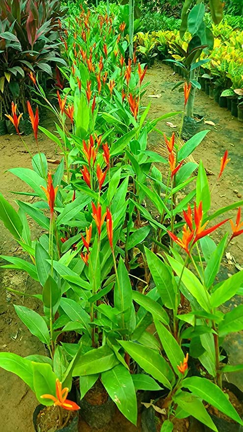 CosaCentrum Home Outdoor & Indoor Rare Heliconia Wagneriana Live Plant Heliconia psittacorum Live Plant (pack of 1) (B0BPHJ4YFJ) Amazon Price History, Amazon Price Tracker