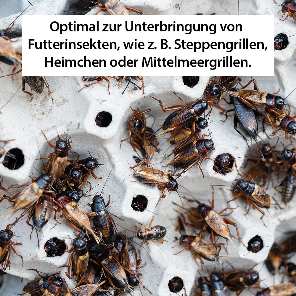 Terra Exotica Cricket Box - in Small oder Large - Transportbox für Reptilien - Fauna Box für Heimchen und Grillen zur Zucht (Large 30 x 19,5 x 20,5 cm)