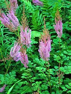 Perennial Farm Marketplace Astilbe t. 'Purple Candles' (False Spirea) Size-#1 Container, Lavender Flowers