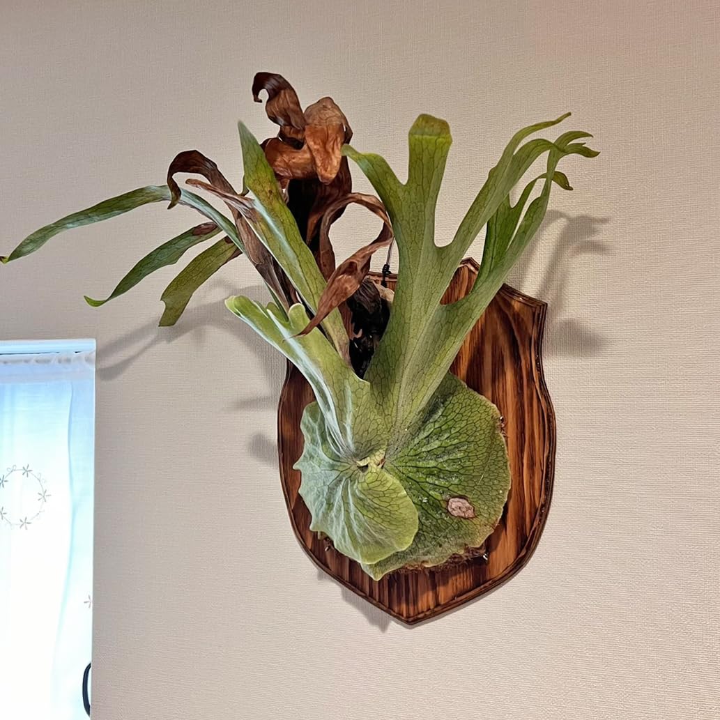 Amazon｜【おしゃれな壁掛け観葉植物】森の王冠！大型種 ビカクシダ