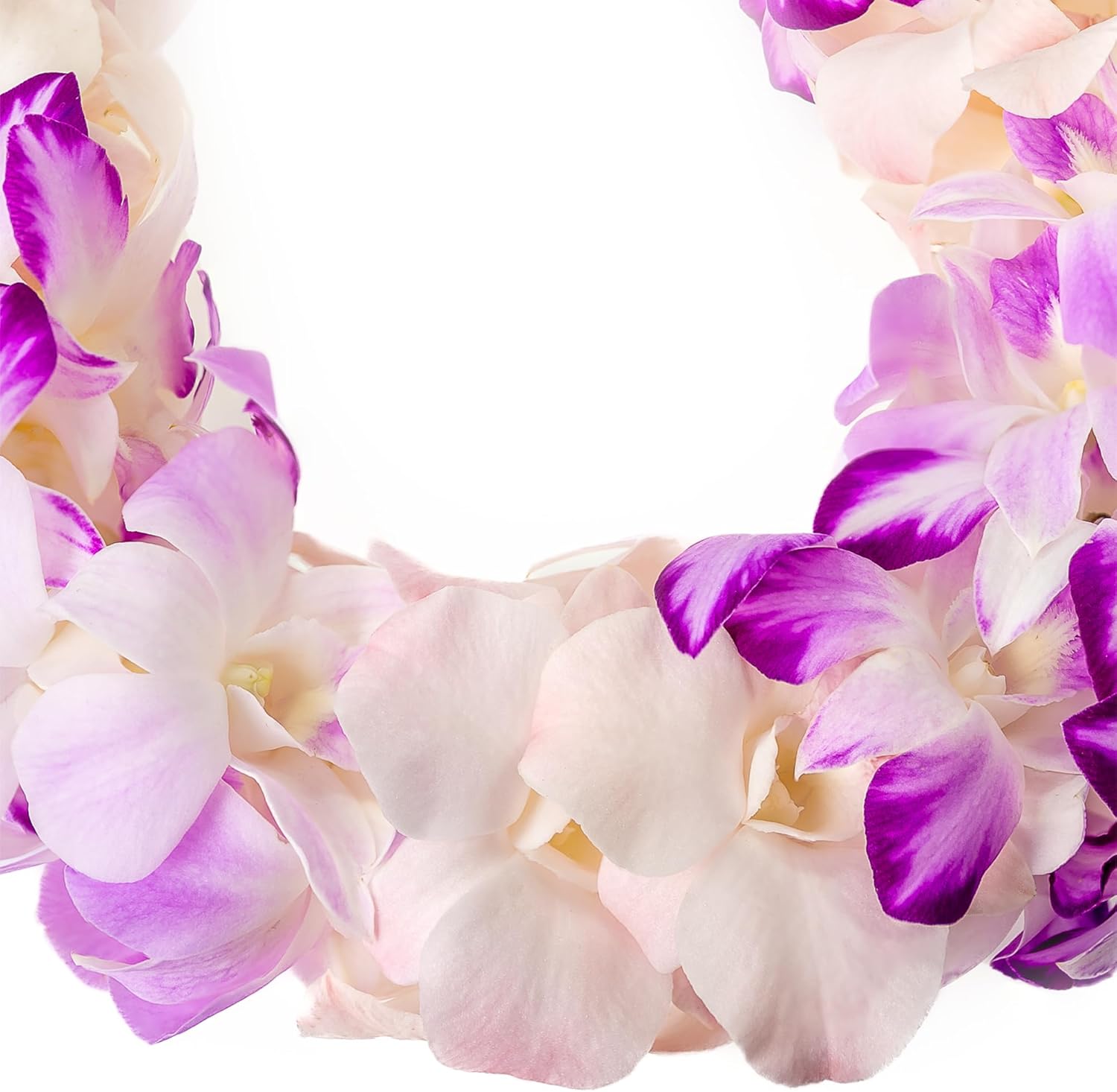 Fresh Cut Orchids Flower Leis Pink, Fresh Orchids, Gorgeous Orchids: Long-lasting leis made of fresh cut purple, lavender, and pink orchids, for graduations, party decoration or gifts (Splash)