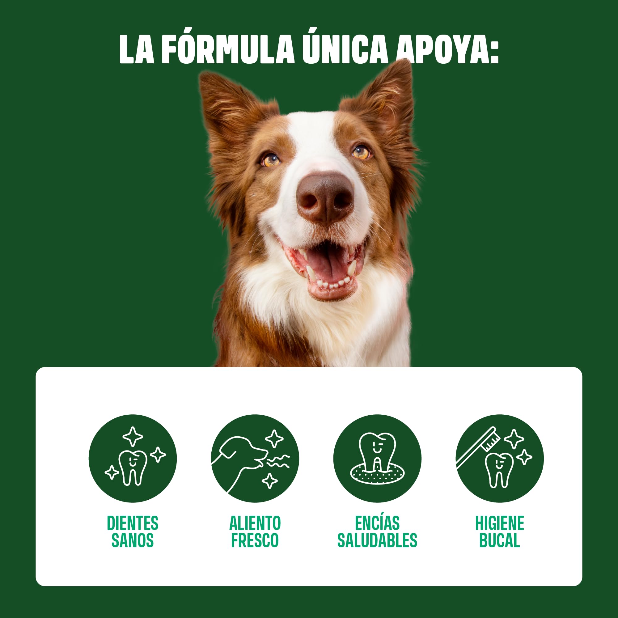 ivvi Dental - Snacks para la higiene Dental de los Perros. Menta, perejil, hinojo, manzanilla, Aceite de Coco, Algas pardas. 60 Snacks con Pollo. Favorece Dientes sanos, Aliento Fresco y Fresh Breath