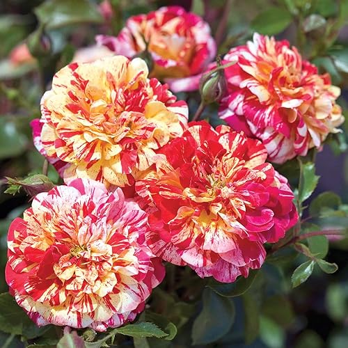 Miniatura 2 de Heirloom Roses Planta de rosas - All-American Magic Rosa multicolor, Planta de rosa Grandiflora viva para plantar al aire libre