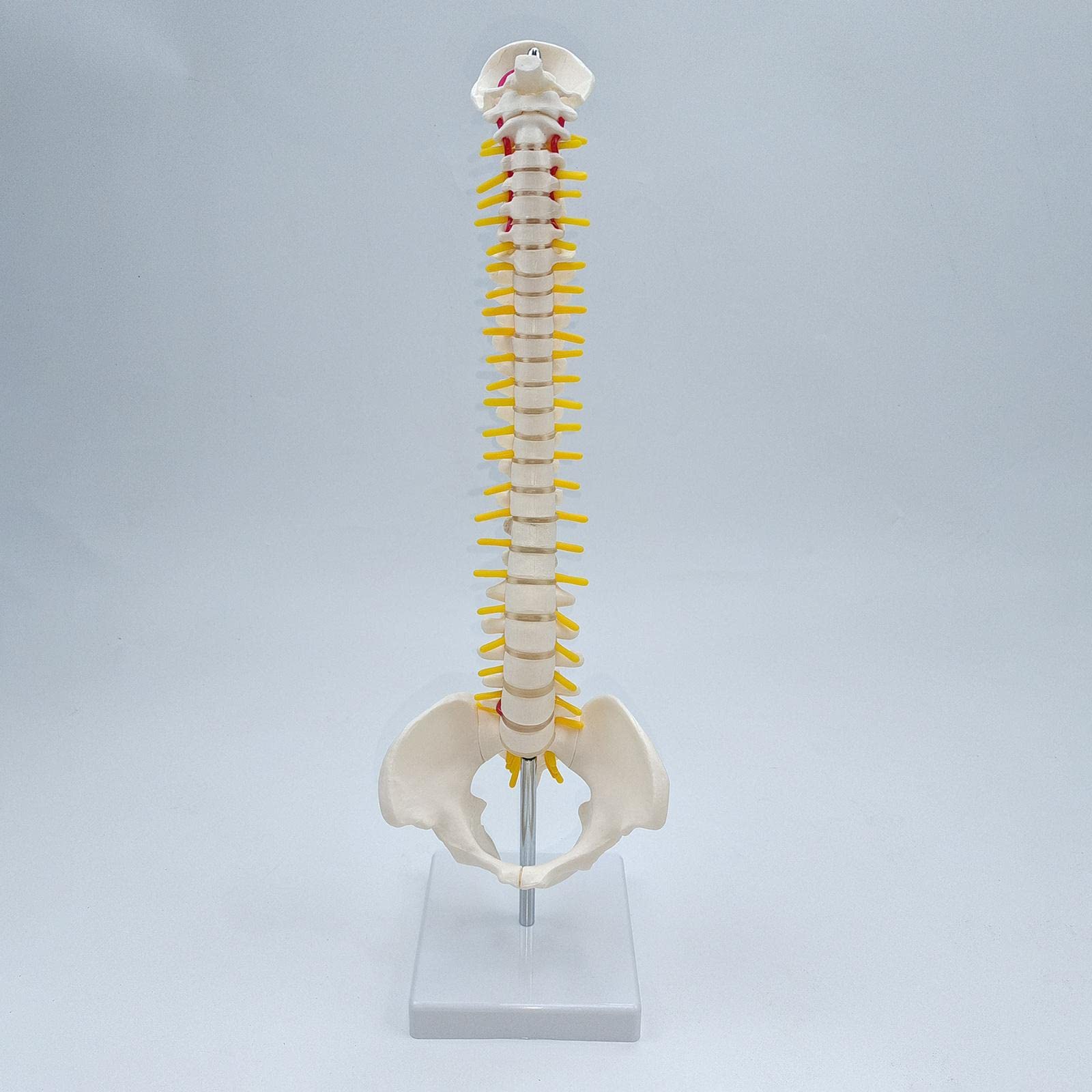 Modelo de Vertebral Humana La Vertebral Modelo de Esqueleto Lumbar Pelvis PVC Flexible con Base para Demostración, de pie