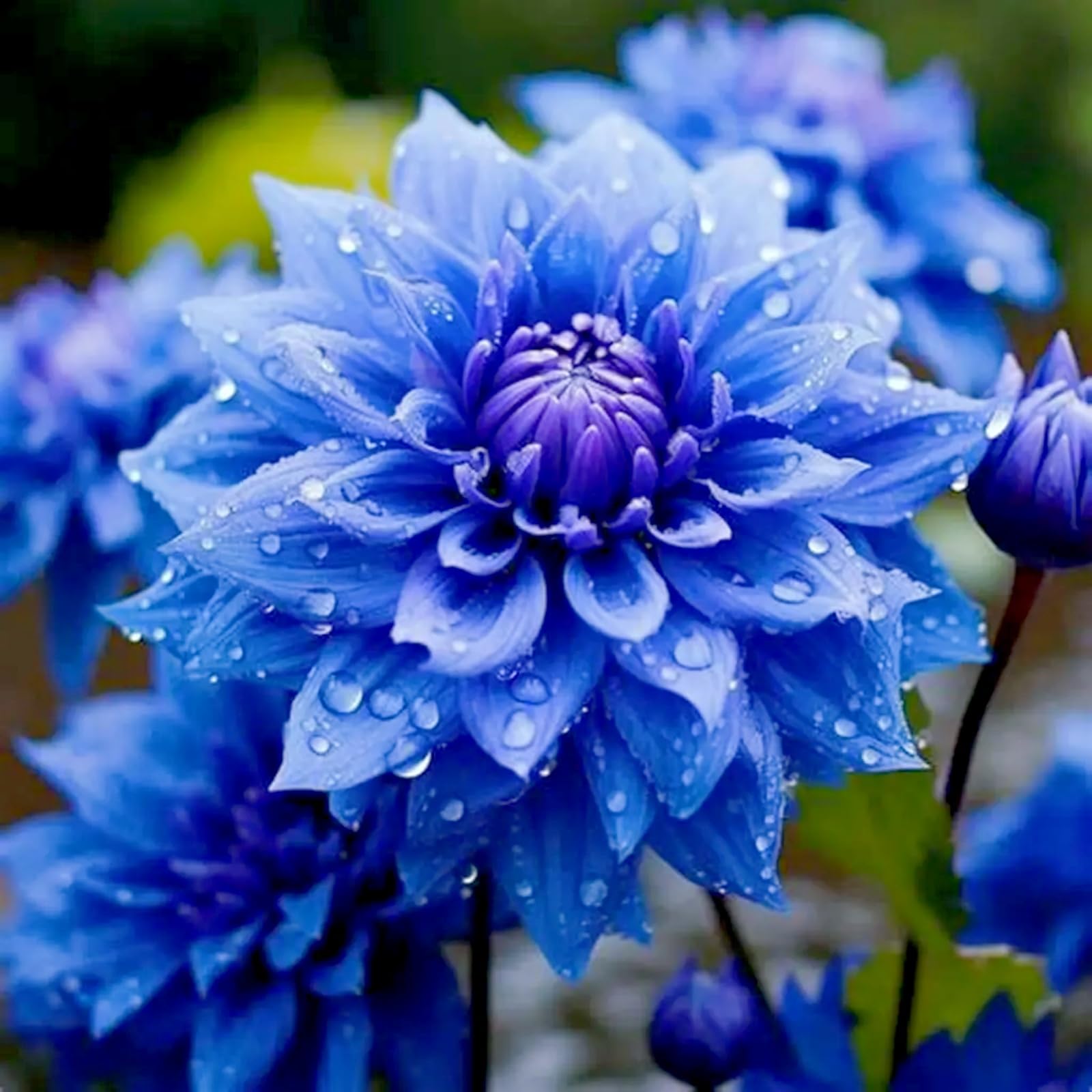 Dahlia tubers/Dahlia for Planting UK-Bedding/Gorgeous/Ornamental/Potted/Plants/Rhizome/Resistant-8 Bulbs-F