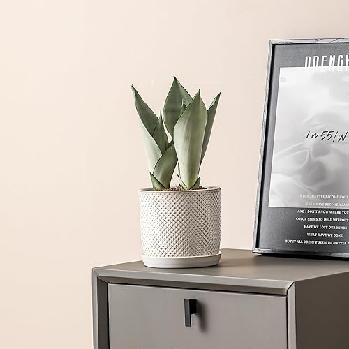 Miniatura 7 de Macetas de 5.8 pulgadas maceta de cerámica con orificio de drenaje y platillo - Maceta para plantas de interior y exterior - Diseño con cuentas en