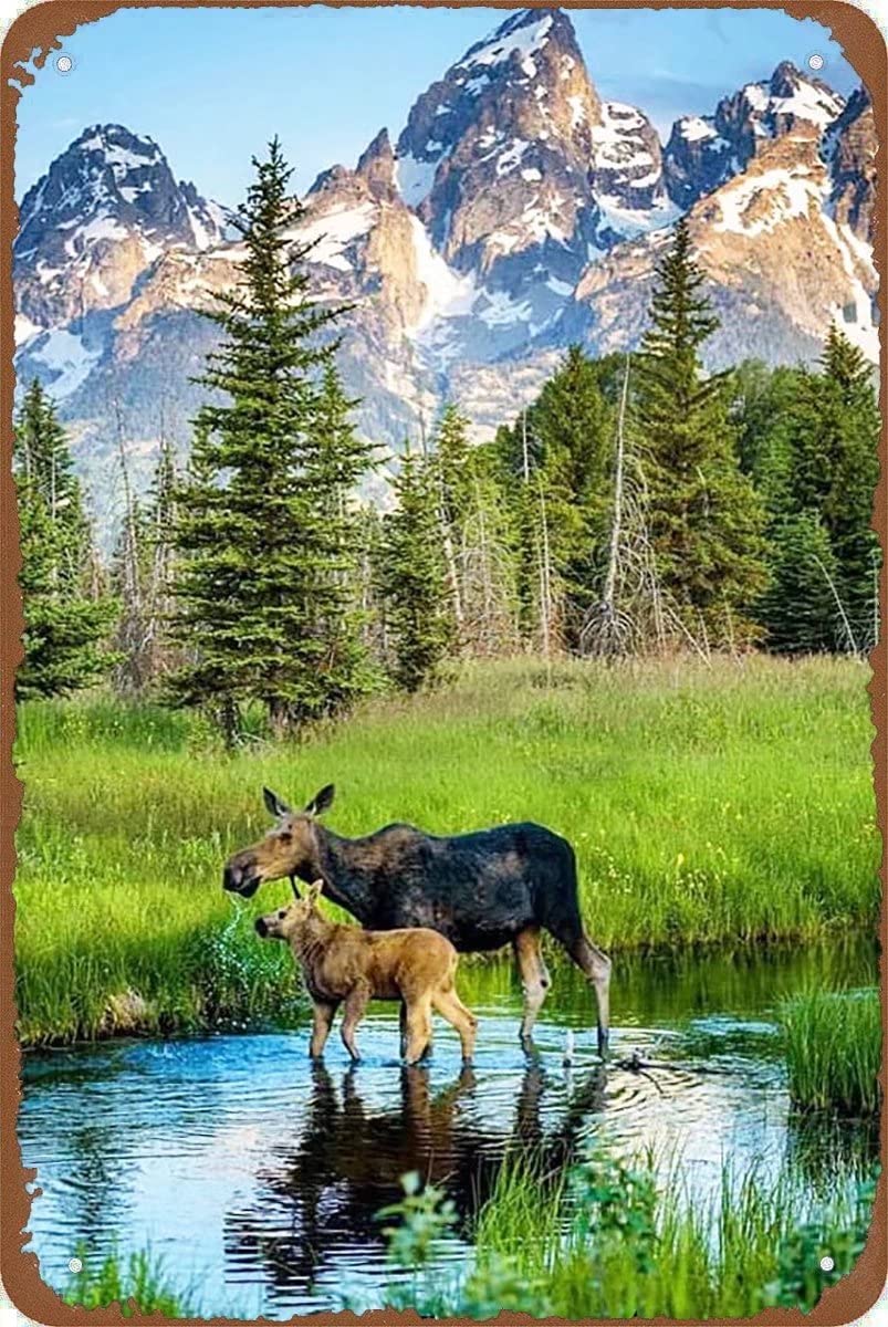 Rustic Metal Tin Sign Grand Teton National Park Moose Retro Tin Sign Metal Sign Vintage Plaque Metal Tin Sign Metal Poster Wall Decor for Home Kitchen Garage Bar Pub Gift 8x12 Inch