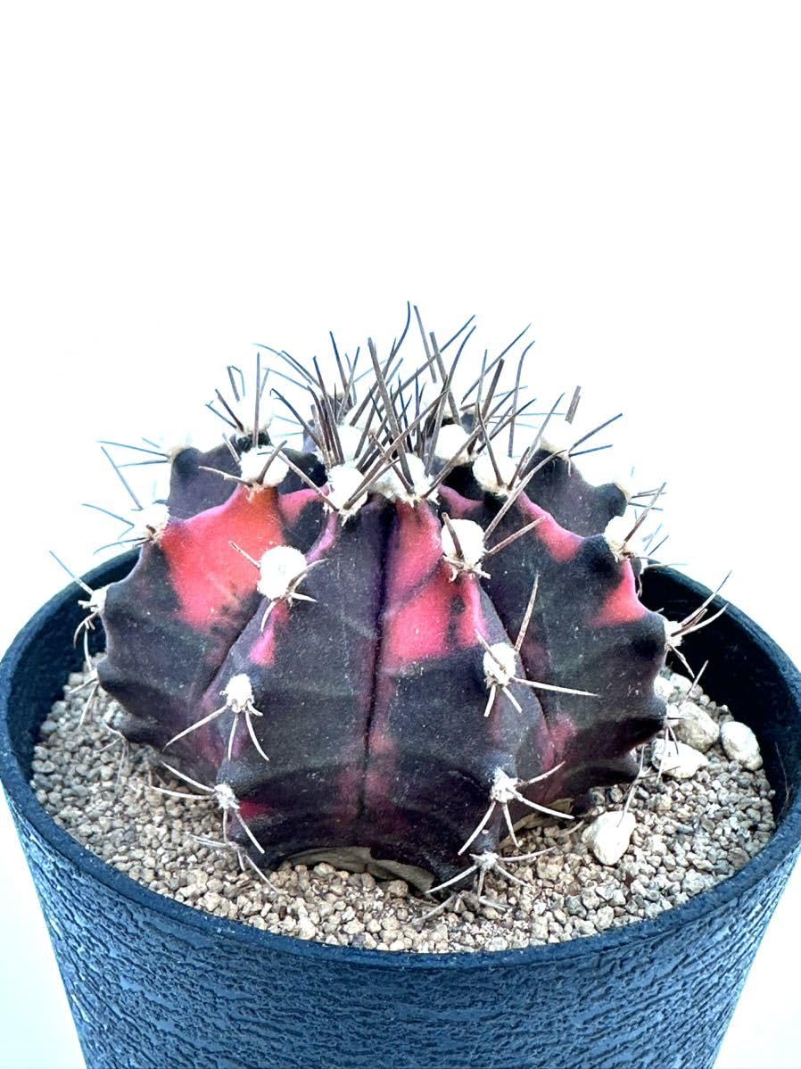 Amazon.co.jp: ギムノカリキウム ミハノビッチ錦 緋牡丹錦